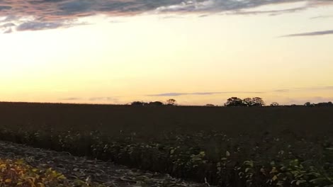 Lavoura de soja com a área já colhida e árvores no horizonte, ao entardecer