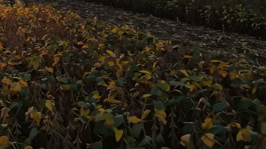 Folhas e vagens de soja em fase de maturação, ao entardecer